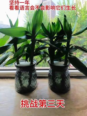 第3集 | 才3天两盆富贵竹长势好像不一样了…#富贵竹#语言暴力到底有多可怕 #语言的力量 #赞美 #赞美效应