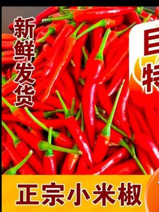 #上热门 精选云南高山露天种植小米椒香辣可口新鲜现摘现发#小米椒
