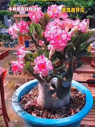 #沙漠玫瑰##花卉盆栽 #庭院绿化#一花一世界