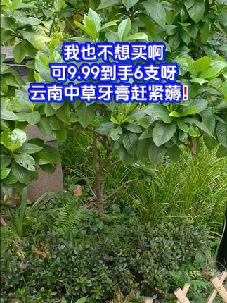 三妹给大家带来牙膏福利啦,9块9到手6盒,需要的哥哥姐姐叔叔阿姨们可以放心拍!#好物推荐🔥 #唐三妹 #云南阿奎 #牙膏 #牙膏推荐
