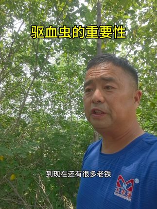 驱血虫的重要性
