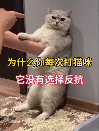为什么你每次打猫咪,它没有反抗 #新手养猫#猫咪#养猫经验分享#喵星人 #猫咪的迷惑行为