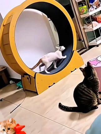 #萌宠好物#萌宠#猫咪跑步机#猫玩具#猫跑轮@DOU+小助手