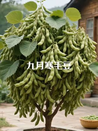 大粒毛豆种子,产量可以,点播种植#农业种植#蔬菜种子 #新鲜农产品 九月寒晚熟毛豆,毛豆种子 #超便宜超划算 #优质农产品