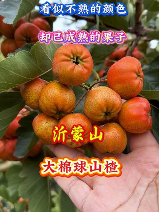 沂蒙山 黑石汪种植家庭农场 看似不熟的颜色,但却已成熟的果子,它就是正宗的沂蒙山大面球鲜山楂。#山楂 #原产地 #现摘现发新鲜到家 #糖葫芦 #优质农产品