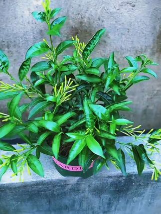 #热门 #花卉绿植 #净化空气 #夜来香 #草本植物