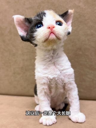 这算猫界美女了吧 #可爱小猫 #黑熊精这一家子