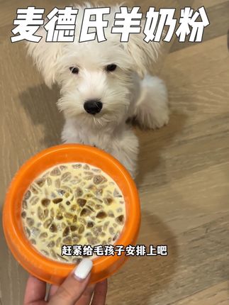 夏天到了,一定要让狗子多喝水#宠物用品 #宠物吃货 #宠物零食 #宠物羊奶粉 #麦德氏