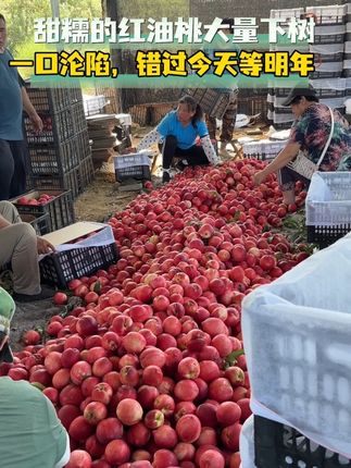 甜糯的红油桃大量下树,错过今天就等明年吧!#优质农产品 #三农 #口感特别好 #鲜果采摘 #应季水果