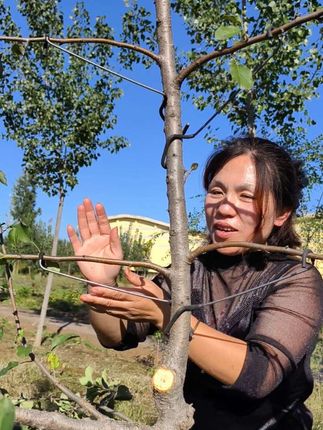 果树拉枝好帮手#创作灵感#抖音助农#果树种植#果树拉枝@抖音创作小助手 @DOU+小助手