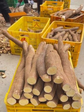 广西特产红皮黄肉木薯,吃起来粉糯香甜,全家老小都爱吃!#优质农产品 #童年味道 #软糯香甜 #家乡特产