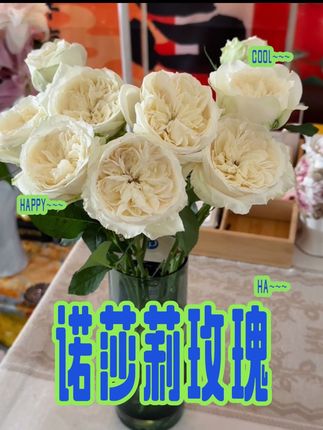 今日分享🎉🎉诺沙利玫瑰(有香味)大概讲一下个人养护知识如下: 1️⃣个人养护玫瑰:收到斜剪根部hvb醒花8小时根据自己花量、水位放适量,插瓶➕可立鲜玫瑰粉/可立鲜通用养护(单头2勺打底,多头3勺打底,一水到底不用管了,中途不换水、不减根,尽量不要花挤花养,因为空气不流通影响开放度) 2️⃣个人养护重瓣百合:收到百合斜剪根部+可立鲜百合粉直接插瓶养护(重瓣百合必需营养要跟上才能开的好中高水位养护百合粉3勺打底2/4天减根水不够加水,水实在浑浊换水减根时重新再加入3勺百合粉) 3️⃣个人草花养护:hvb醒花+适量百合粉/通用 8月27日随拍最近有点忙随拍随发随写日常#蕾儿日常 #养护知识 #养花人  #可立鲜 #伊莎蕾儿