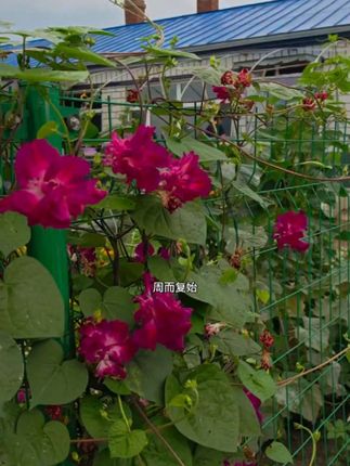 重瓣牵牛花种子#晨光中的重瓣牵牛花#紫色浪漫爬满墙头,养花新手也能轻松驾驭!种下希望,收获满园芬芳~🌸🌼 #重瓣牵牛花种子 #我的花花草草