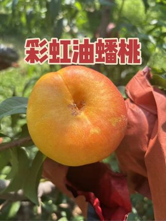 放软的彩虹油蟠桃,香甜爆汁,硬吃脆甜,桃香浓郁 #优质水果 #助农水果 #彩虹油蟠桃 #油蟠桃 #蟠桃