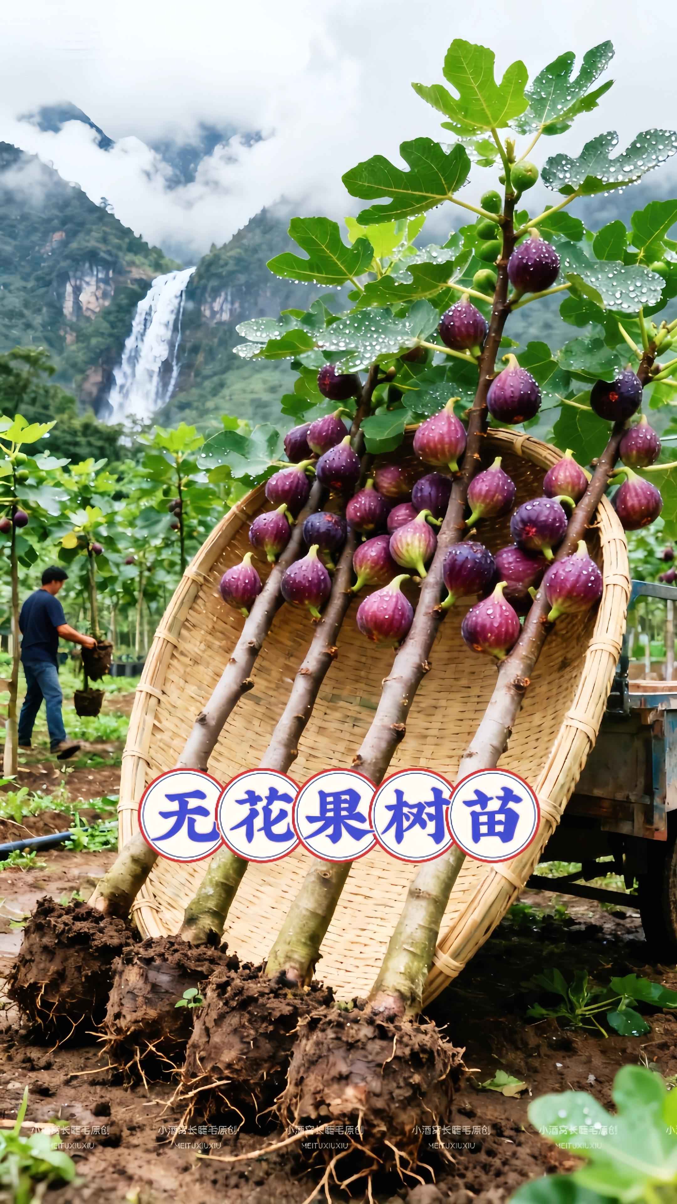 无花果树苗。家人们香甜软糯的无花果树苗来了,家里种上一棵无花果,来年满树挂果,新人小白都能种植。果苗就在下方小黄车。 #果苗 #无花果树苗 #抖音助力三农 #优质农产品