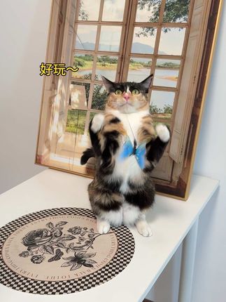 小猫咪真的很难拒绝抓蝴蝶的快乐哇! #逗猫神器 #逗猫棒 #猫玩具