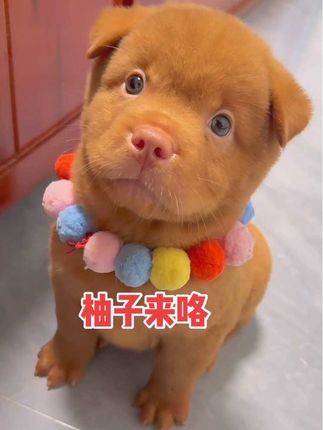 这让你表演的 #可爱到爆炸💥 #中华田园犬 #萌宠