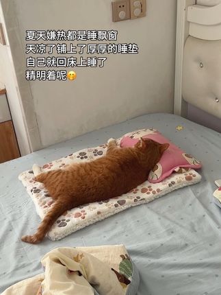 养猫人都懂这种感觉吧! #养猫人都懂的 #宠物睡垫 #宠物垫子 #萌宠好物 #猫窝