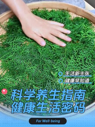 农村常见的侧柏叶,古代人称它为天然的洗发草#大自然的馈赠 #草本植物 #大自然在我手中