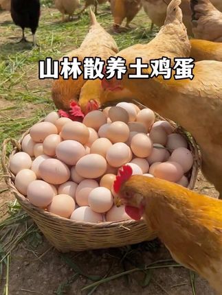 农家山林散养土鸡蛋,每天现捡现发,口感鲜美,营养丰富,老人小孩都爱吃!#农村土鸡蛋 #散养土鸡蛋 #土鸡蛋#鸡蛋 #营养丰富
