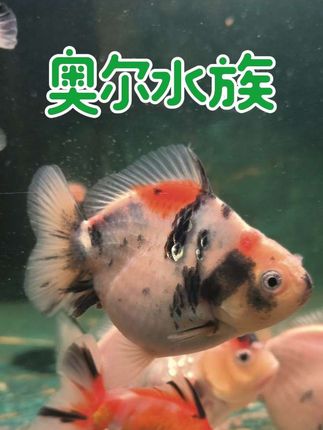 泰国的狮子,从小鼻毛就长,有没有更长的来战一下。 #观赏鱼 #水族 #养鱼日记 #兰寿 #泰狮