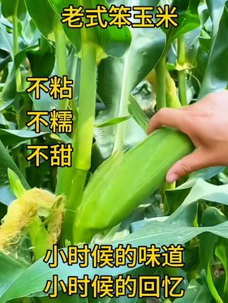 真正的笨玉米,老式传统的笨玉米,小时候那个玉米香,越嚼越香,不粘、不甜也不糯,富含丰富的膳食纤维,慢碳水。#玉米 #玉米棒 #新鲜玉米#老式笨玉米@DOU+小助手