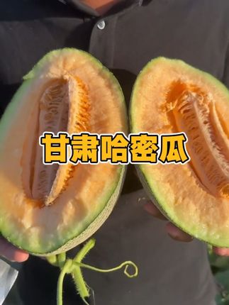 甘肃沙漠哈密瓜 脆甜多汁 #哈密瓜 #甘肃哈密瓜 #口感特别好 #新鲜采摘 #脆甜多汁