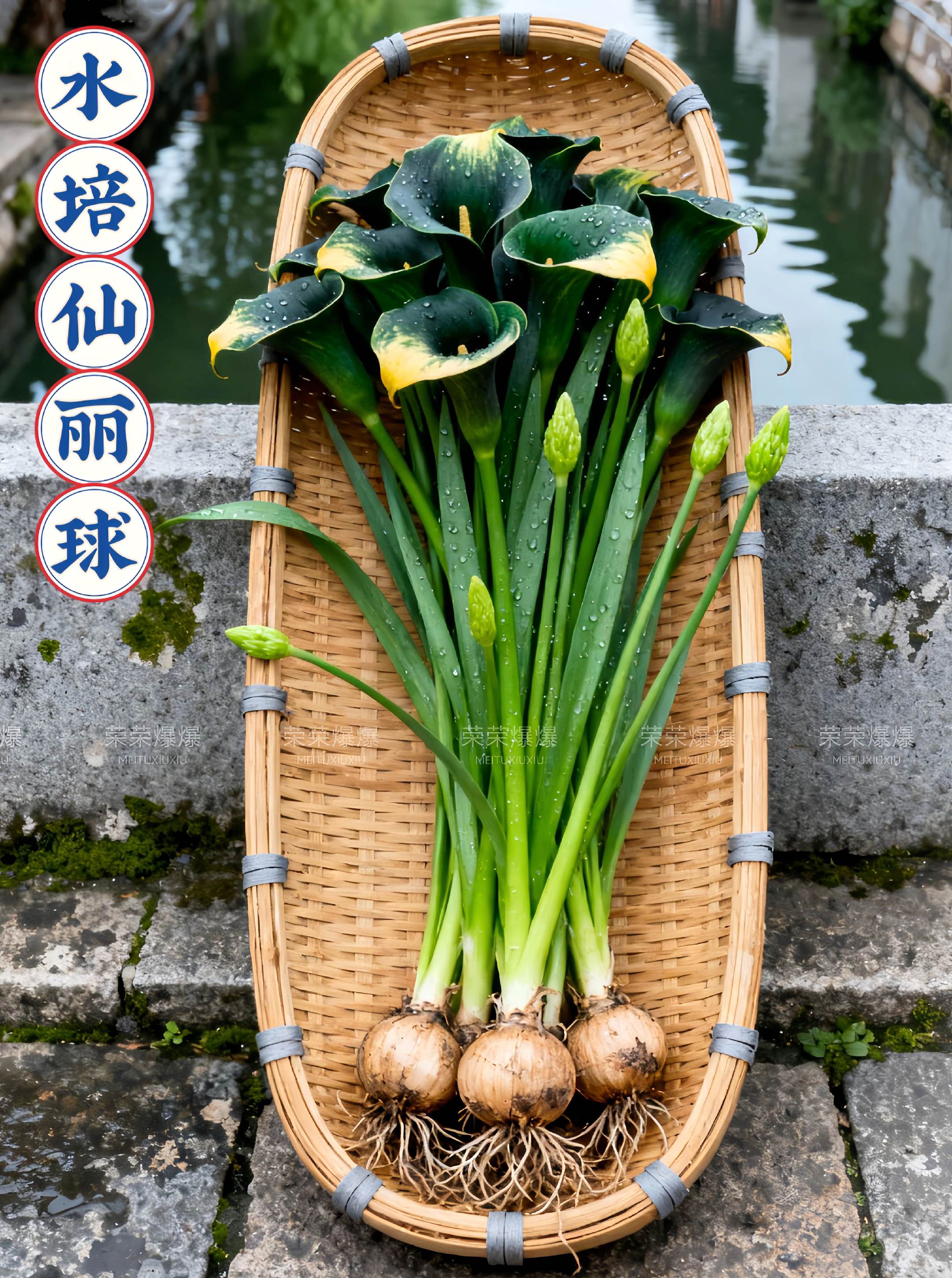 四季开花【浓香型】水培仙丽球盆栽好养室内。水培仙丽球盆栽,懒人福音! 宝子们,这仙人球也太好养了吧!水培款自带透明容器,白根在清水里舒展,像水晶串儿,球身圆滚滚带点小刺,呆萌又可爱。 不用纠结浇水,看水位加清水就行,放书桌、窗台不占地儿,散射光就能养得精神。偶尔晒晒太阳,球身更显饱满,还能净化空气,给房间添点生机。 新手也能轻松hold住,不怕养死。现在入手,让这颗“水中小可爱”陪你发呆、工作,赶紧带它回家!#水培仙丽球 #仙丽球 #水培植物 #绿植花卉 #花与生活