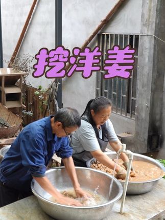 幺妈幺叔收获了半背篓洋姜,看幺妈做出几种吃法!你吃过没? #我的乡村生活 #抖音新农人 #乡村生活日常 #秋收
