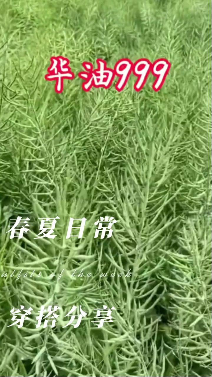 华油999正品油菜高产大粒种耐寒黑粒榨油油菜原装正品油菜籽种子#油菜籽种子 #优质农产品 #油菜种植