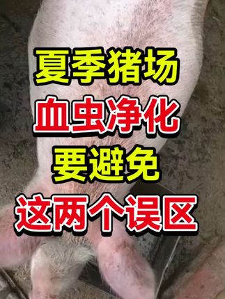 #猪场血虫净化#助力三农 #猪铁锈斑