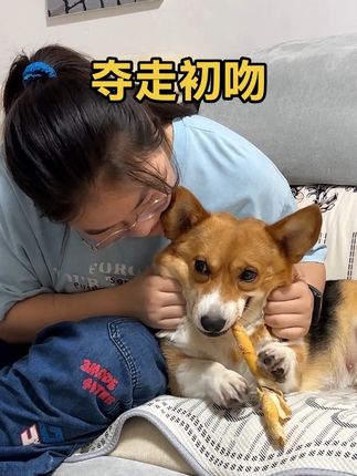 我家狗夺走了17岁男高的初吻#宠物出道计划 #柯基宝宝 #萌犬汪星人 #我和宠物日常 #抖音萌宠出道计划