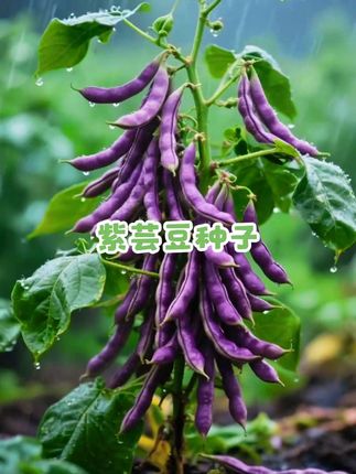 #种子#八月忙紫芸豆种子#绿色食品 #小院时光 #一花一草一世界