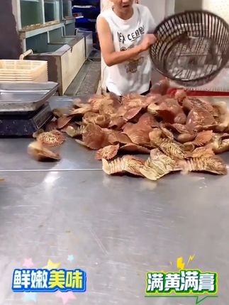 #琵琶虾 #琵琶虾九齿扇虾 #九齿扇虾