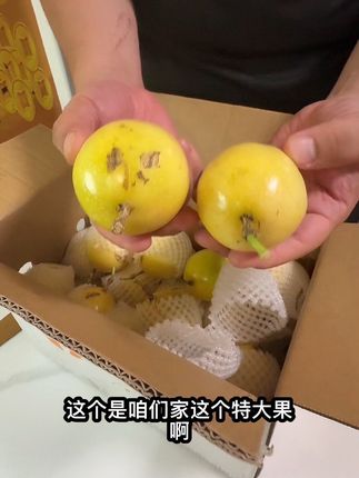 纯甜无酸的百香果,你吃过没有?#钦蜜9号黄金百香果