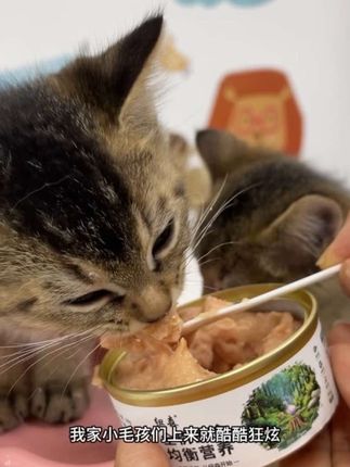 干饭积极的小猫就是惹人爱,纽森家这个主食罐给毛孩子香迷糊了!#猫咪主食罐 #猫咪主食罐头推荐 #猫咪好物 #小猫咪干饭 #小猫咪成长日记