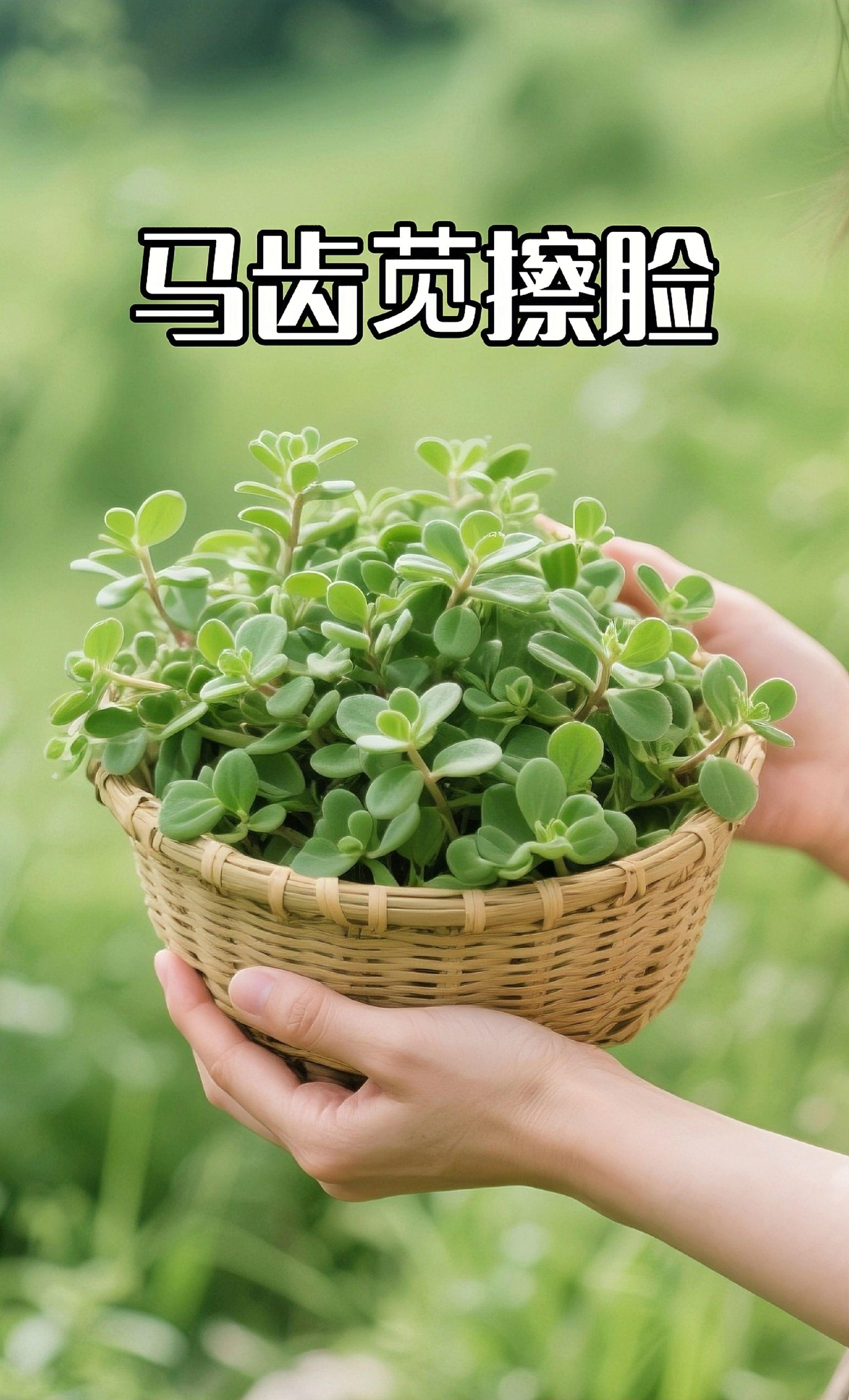 马齿苋舒缓特护霜#草本植物 #好物推荐🔥 #变美