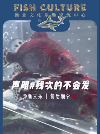 #红纹鳜鱼 再次声明,残次的不会发。包邮包售后,什么都不是很完美,售后很完美。#观赏鱼 #一定要拍开箱视频!#一定要拍开箱视频!#一定要拍开箱视频!