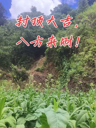 还是天晴点么干活捏!#我的乡村生活 #云南烤烟 #烤烟种植技术与管理 #我要上热门🔥 #我要当同城红人 !