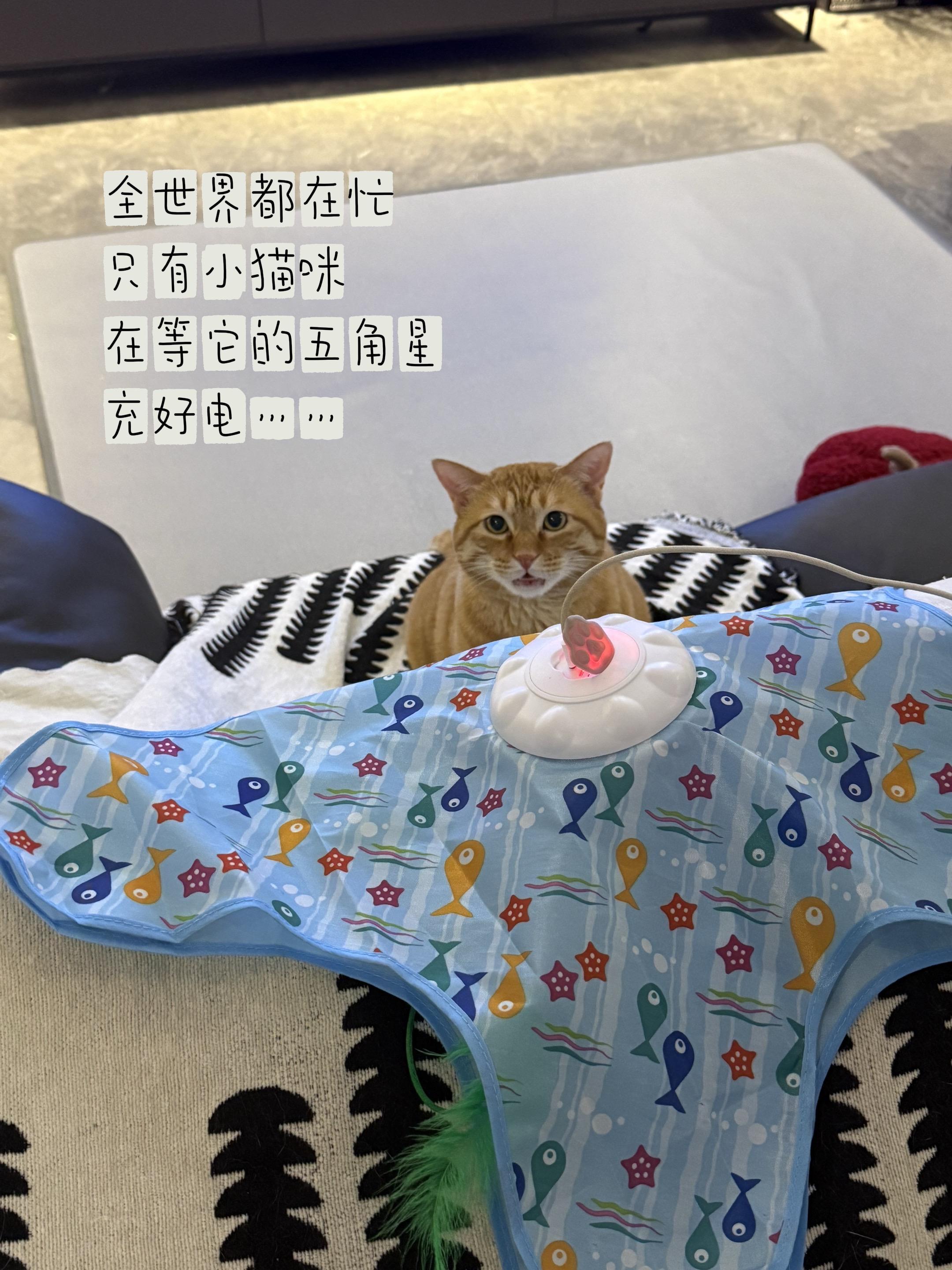 你们的小猫也会守着玩具充电吗?#萌宠出道计划 #猫咪玩具 #猫孩子#猫咪五角星玩具 #橘猫