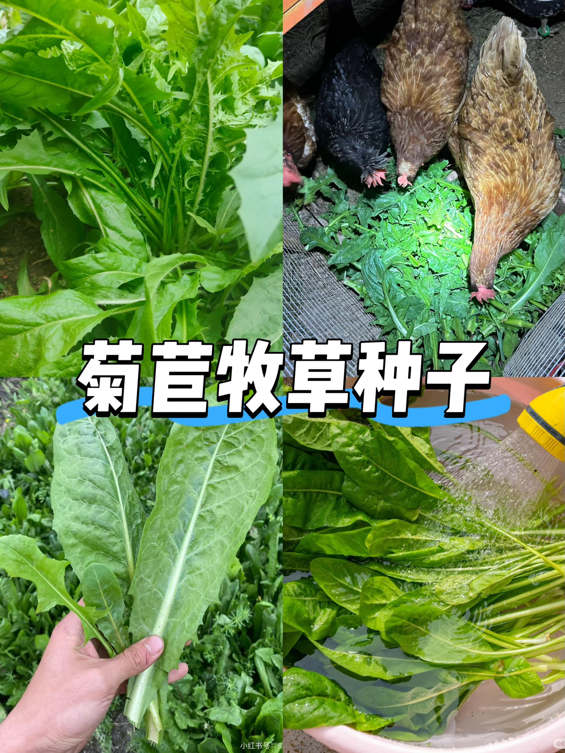 #种植小技巧 #蔬菜种子