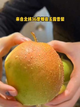 山西隰县玉露香梨 果肉细腻,脆甜多汁#口感特别好 #脆甜多汁 #新鲜采摘新鲜发货 #应季水果