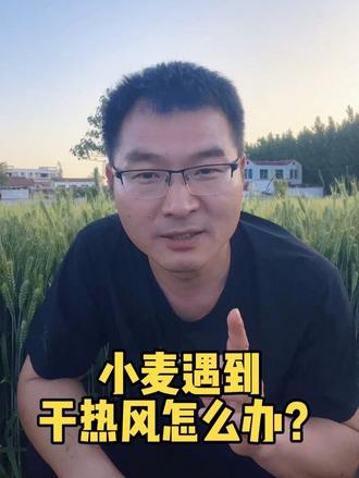 #预防小麦干热风 #小麦 #农业种植 小麦干热风来了怎么办?高产有绝招!