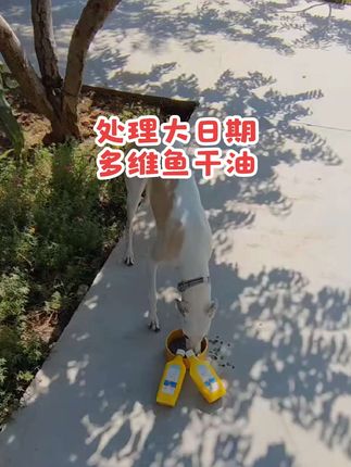 格力犬#惠比特犬#细狗#狗狗#灵缇犬 #细狗