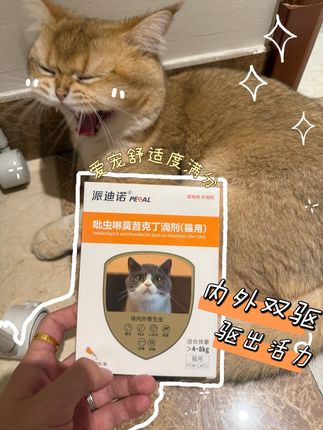 内外同驱 夏天要守护毛孩子的安全啊#科学养宠 #养宠进阶指南 #养猫新手 #萌宠好物
