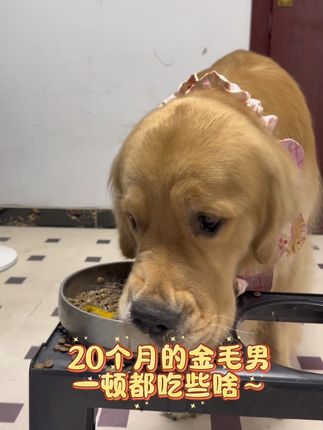 20个月的金毛男一顿都吃些啥#小鸡毛 #vlog十亿流量扶持计划 #馋不腻狗粮#金毛狗粮#中大型犬