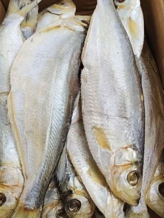 腌制咸鱼白鳞鱼#鱼类 #咸鱼茄子煲 #开海后的山东可太好吃了