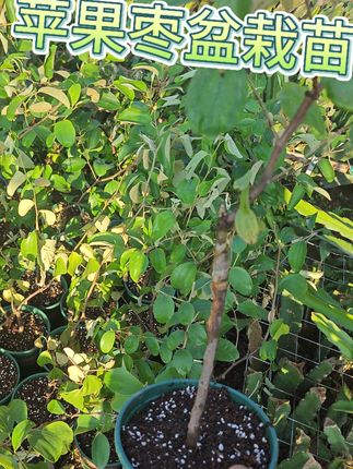 牛奶枣苹果枣盆栽苗 牛奶枣苹果枣盆栽苗#苹果枣 #牛奶枣 #台湾大青枣