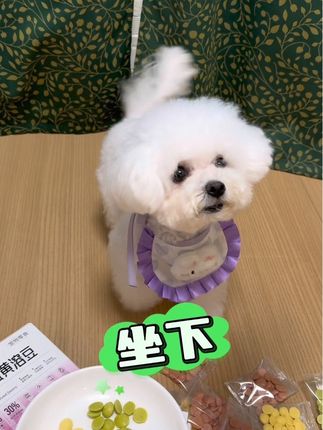 入口即化的一款训犬小零食 营养又美味#养狗经验分享#新手养狗#比熊
