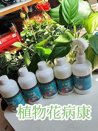 如果你家的绿植经常生病的,那一定是没有做这一步哟,一定要定期给它们喷上这个花病康活性剂,它不用兑水稀释,直接喷洒叶片就可以,而且还是通用的,可以有效预防和治疗各种病害问题。家里备上几瓶吧!